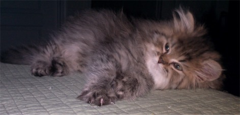Golden Tabby Persian Kitten